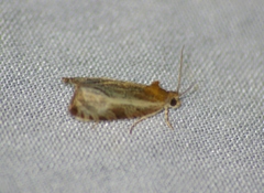 Olethreutes quadrifidum