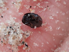 Hypocaccus dimidiatipennis