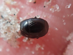 Hypocaccus dimidiatipennis