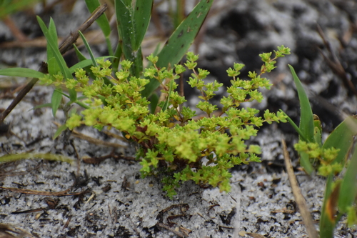 How to identify Paronychia herniarioides (Michx.) Nutt.