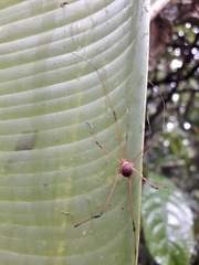 Sibambea