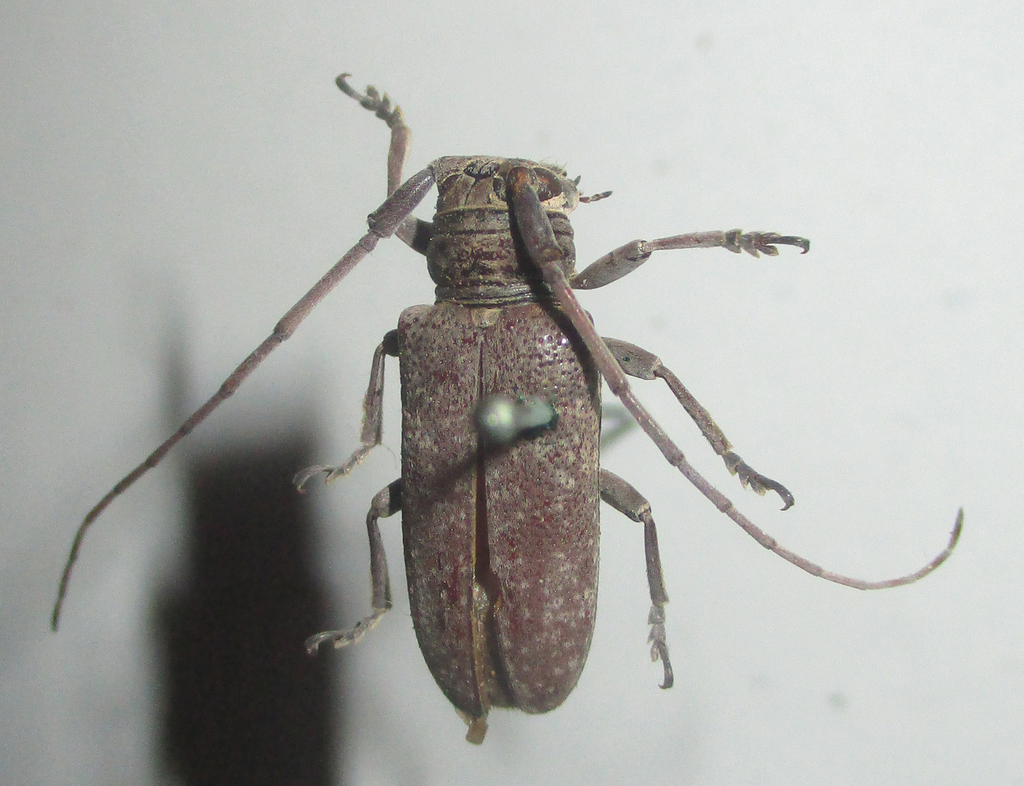 Prosopocera parapropinqua