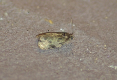 Olethreutes furfuranum