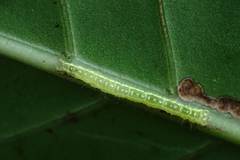 Euwilemania angulata