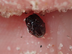 Hypocaccus dimidiatipennis