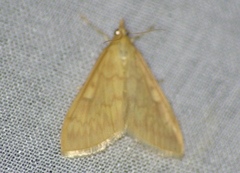 Ostrinia nubilalis