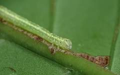 Euwilemania angulata