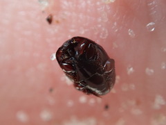 Hypocaccus dimidiatipennis