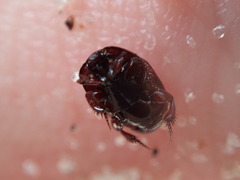 Hypocaccus dimidiatipennis