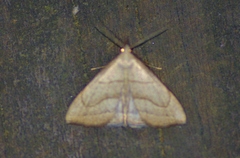 Macrochilo litophora