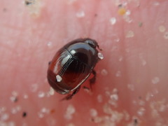 Hypocaccus dimidiatipennis