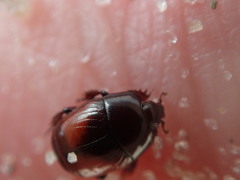 Hypocaccus dimidiatipennis