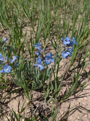 Penstemon angustifolius