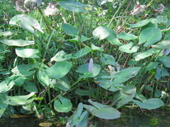 Pontederia sagittata