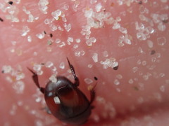 Hypocaccus dimidiatipennis