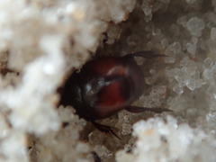 Hypocaccus dimidiatipennis