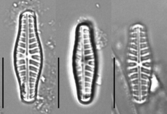 Hippodonta capitata