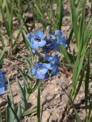 Penstemon angustifolius