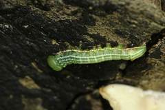 Norracoides basinotata