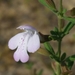 Florida Calamint - Photo (c) Jay Horn, some rights reserved (CC BY), uploaded by Jay Horn