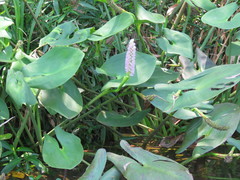 Pontederia sagittata