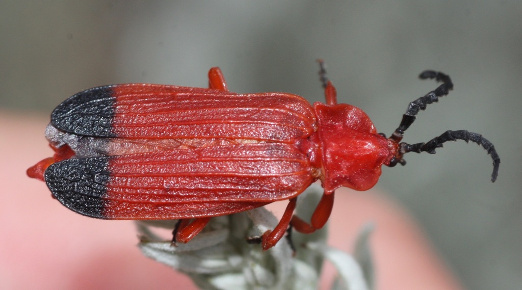 Bloody net-winged beetle