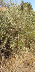 Malacothamnus foliosus