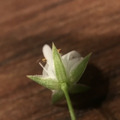 Stellaria longifolia
