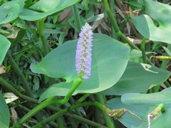 Pontederia sagittata