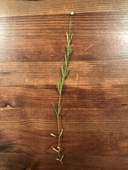 Stellaria longifolia