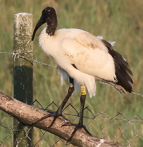 Ibis sacré