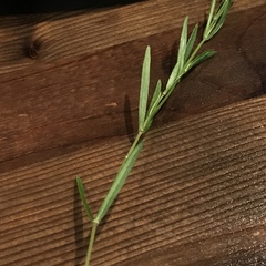 Stellaria longifolia