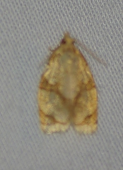 Adoxophyes negundana