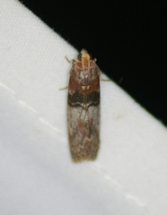 Sciota vetustella