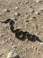 Lampropeltis splendida