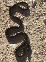 Lampropeltis splendida
