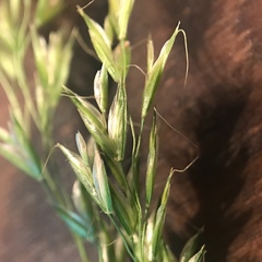 Sphenopholis pensylvanica