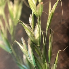 Sphenopholis pensylvanica