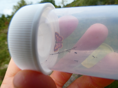 Idaea muricata