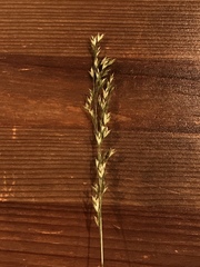 Sphenopholis pensylvanica