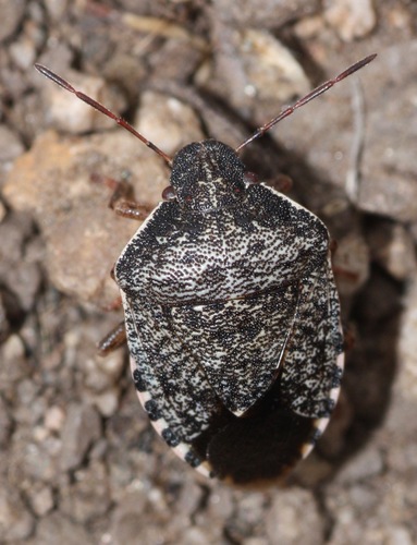 Holcostethus abbreviatus