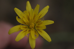 Crepis atribarba