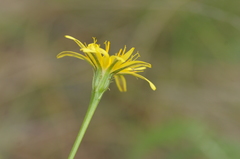 Crepis atribarba