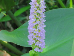 Pontederia sagittata
