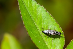 Ozodiceromyia notata