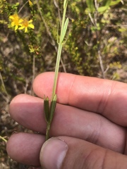 Polygala brevifolia
