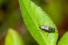 Ozodiceromyia notata