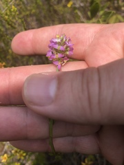 Polygala brevifolia