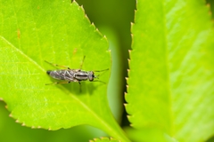 Ozodiceromyia notata