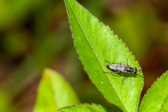 Ozodiceromyia notata